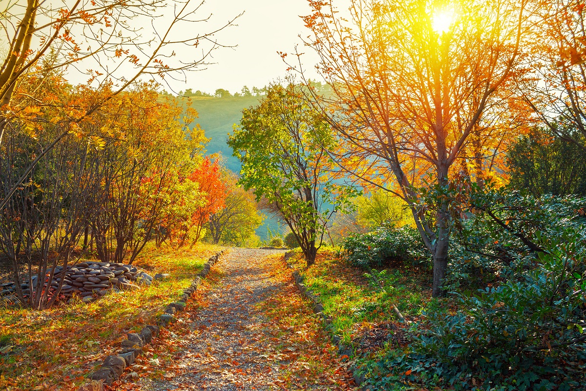 Autumn Walkway - Staying Sober